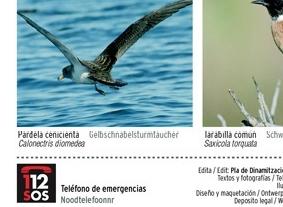 Aves de Menorca: uma ilha pequena, uma biodiversidade imensa